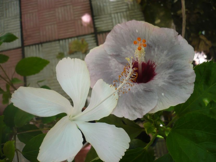 P1390382 - HIBISCUSI 2018-3