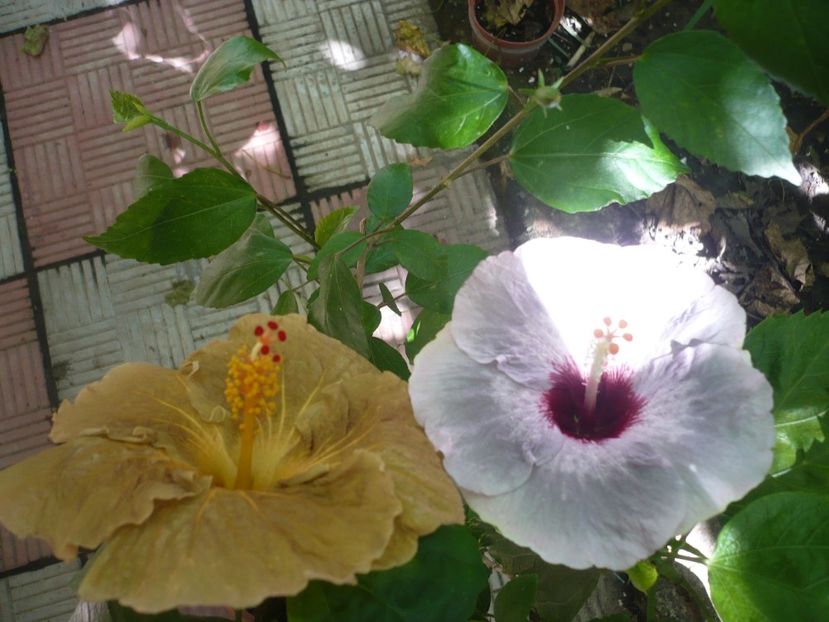 P1390384 - HIBISCUSI 2018-3