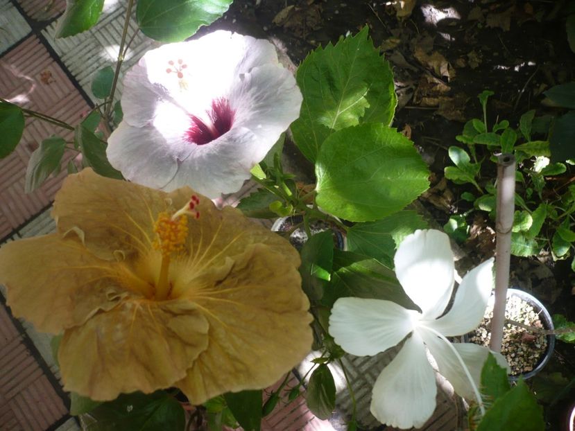 P1390385 - HIBISCUSI 2018-3