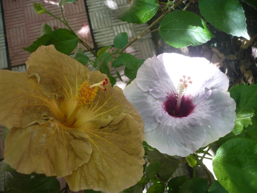 P1390386 - HIBISCUSI 2018-3