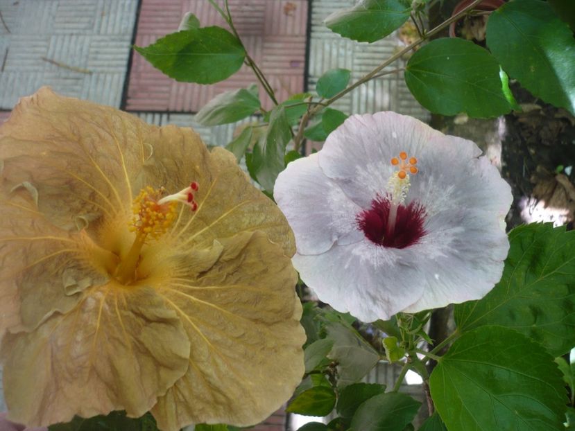 P1390389 - HIBISCUSI 2018-3