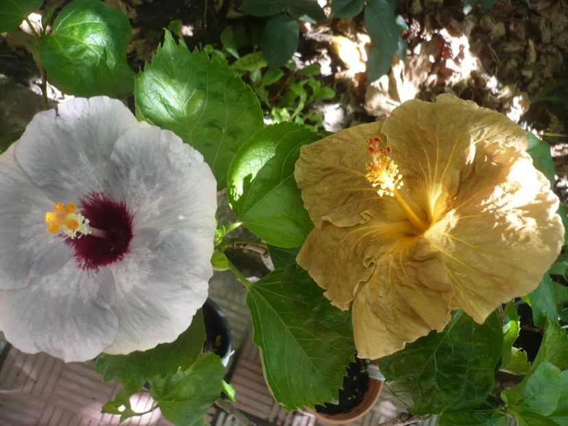 P1390391 - HIBISCUSI 2018-3