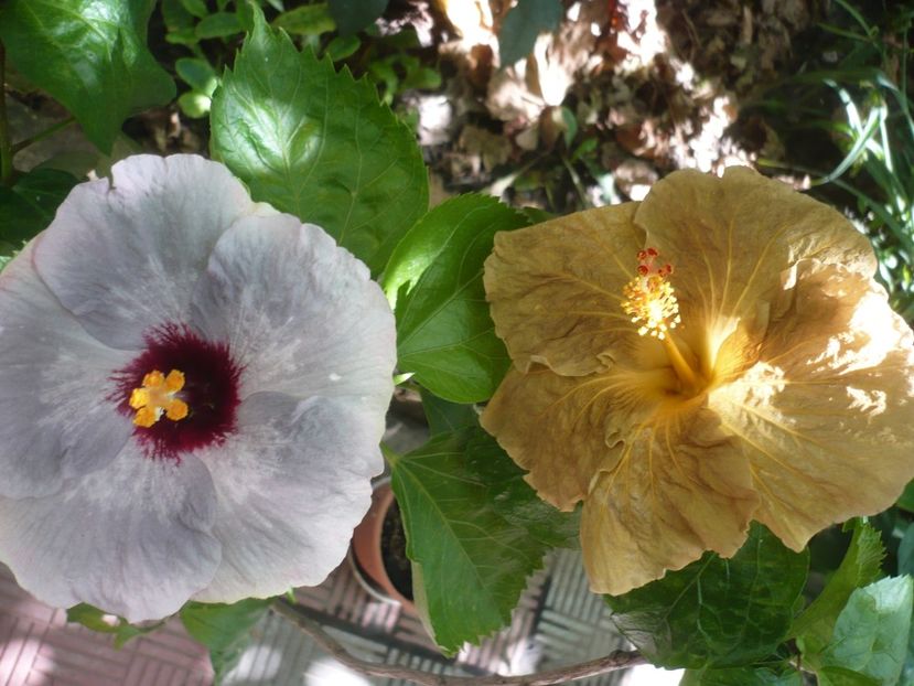 P1390392 - HIBISCUSI 2018-3