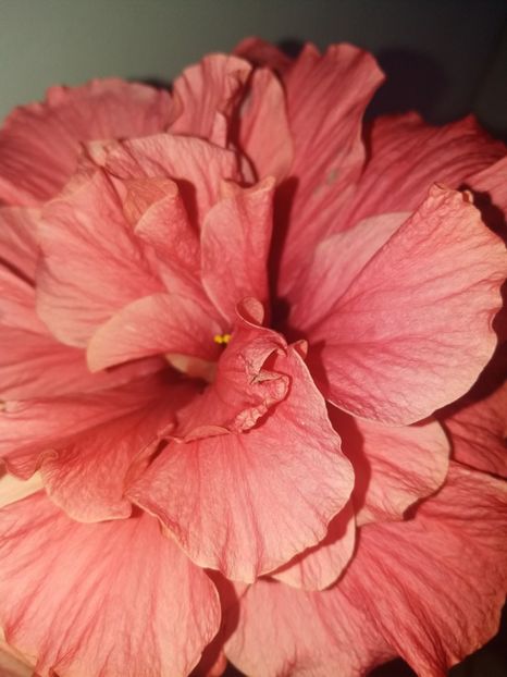  - Florile mele AUGUST 2018