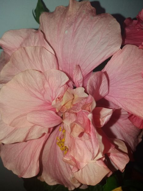  - Florile mele AUGUST 2018