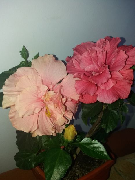  - Florile mele AUGUST 2018