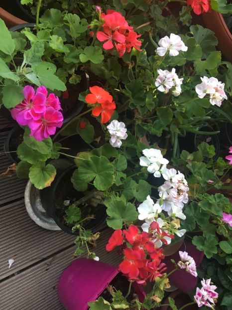 894C86B7-3A3F-400B-9409-95ECE6157E3F - Muscate 2018