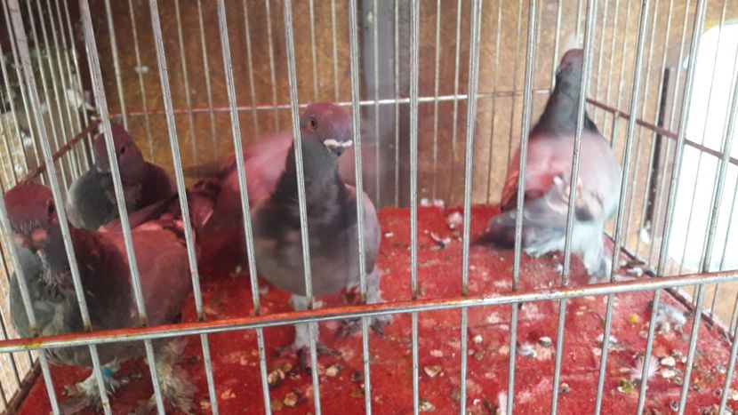  - Porumbei blondineti