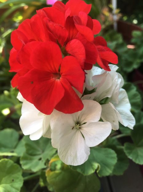 116A53D0-9D31-48A6-9951-0BDD3E6AE612 - Muscate 2018