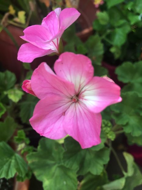 AF3BCC39-041E-494C-952C-DF9AB7AC6E6C - Muscate 2018