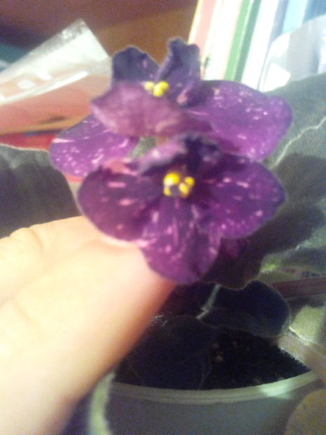 fisher's leone - violete africane