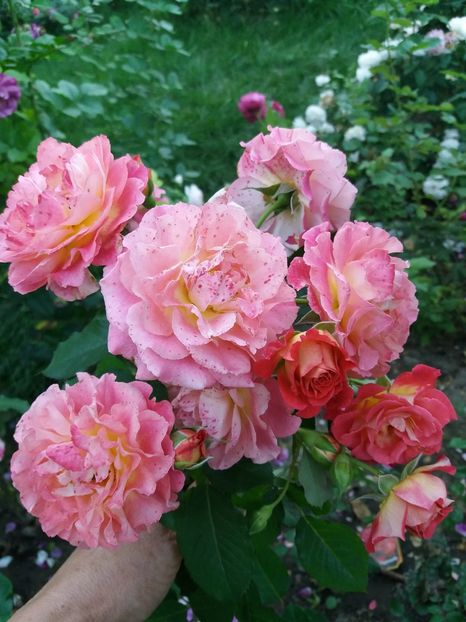  - Michelle Bedrossian 1