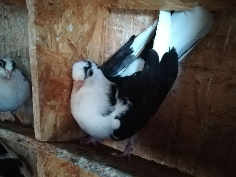  - porumbei care mi-au apartinut