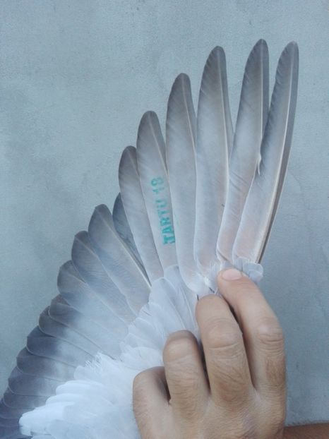 Tartu 2018 - Tartu 2018