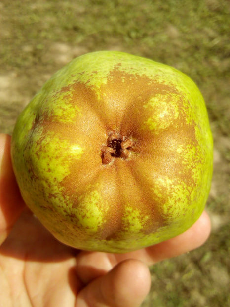 Para Williams 2 - Par Williams galben