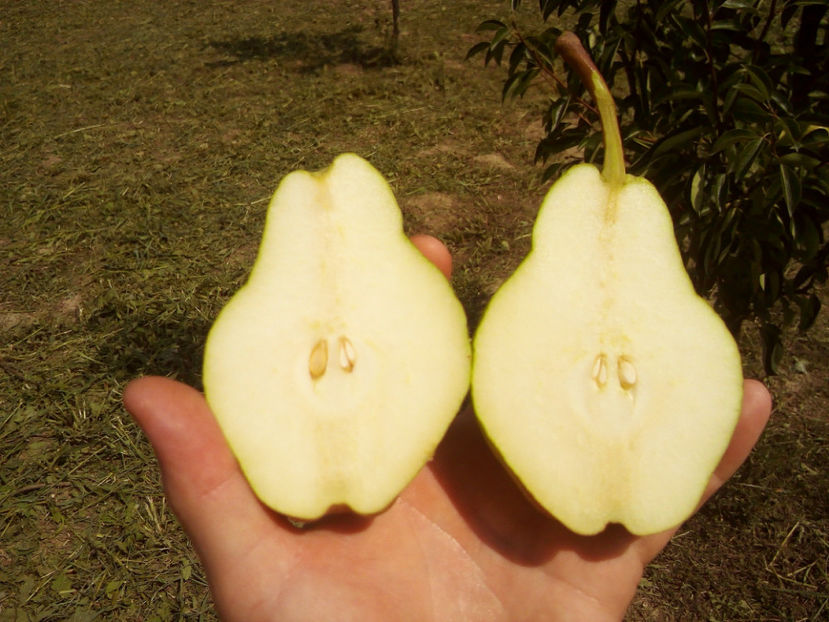 Para Williams 7 - Par Williams galben