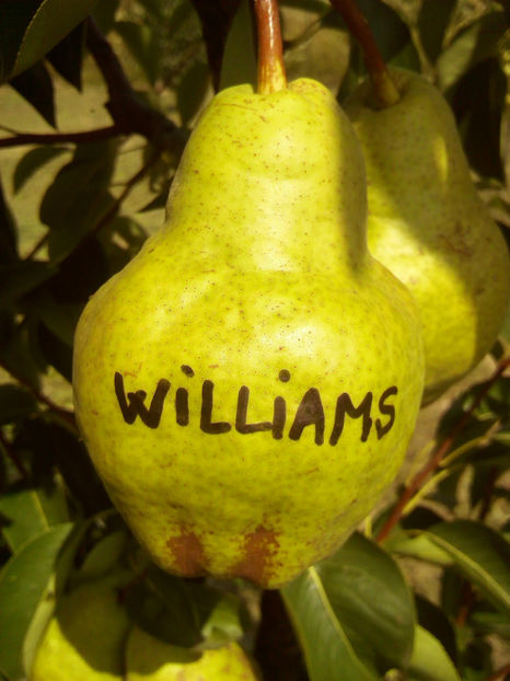 Para Williams - Par Williams galben