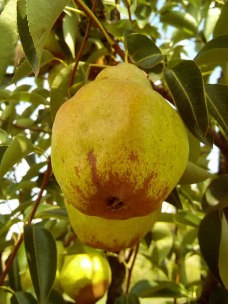 Para Williams 3 - Par Williams galben