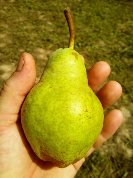 Para Williams 6 - Par Williams galben