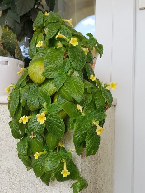 Episcia Tropical Topas - Alte plante de interior