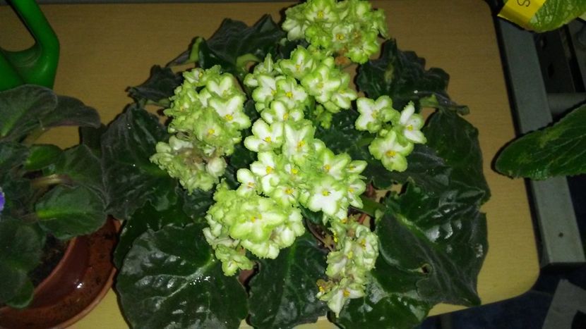 Violeta africana - Achizitii