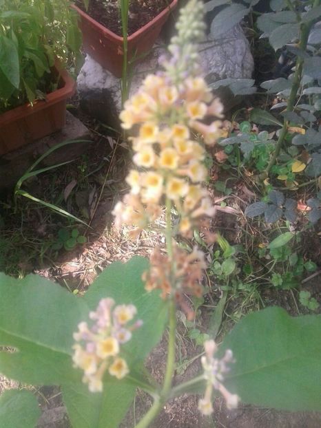 liliac de vara galben (Budleja) - w Produse livrate