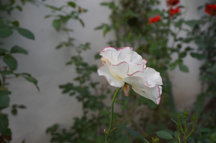  - August 2018