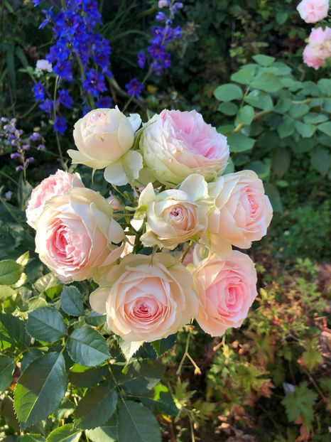 IMG-20180808-WA0001 - August 2018