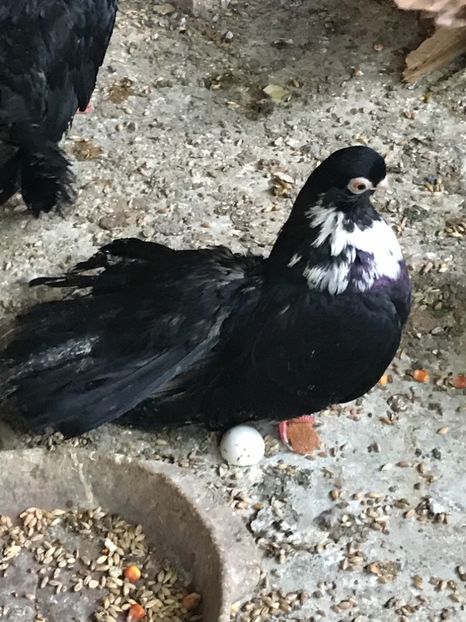 A426DD48-EE25-4006-8056-1F76A11A9BE7 - Negri turci