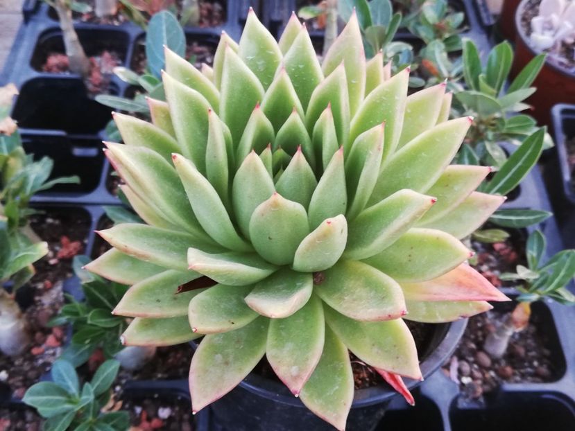 Echeveria agavoides "Lemaire" - Echeveria