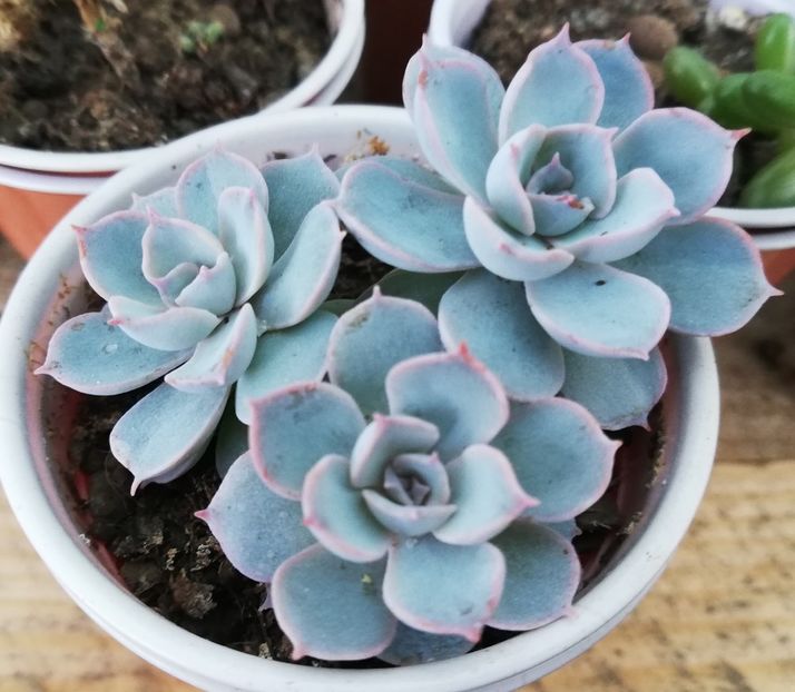 Echeveria subsessilis "Blue" - Echeveria