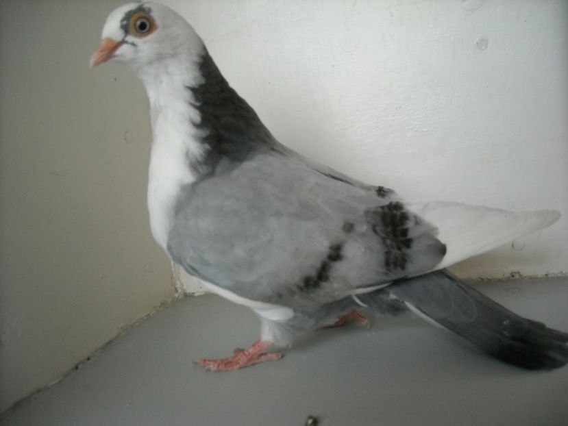  - PORUMBEI CARE MI AU APARTINUT