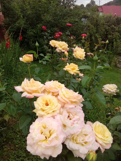  - TRANDAFIRI 2018-2019