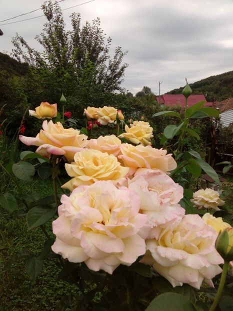  - TRANDAFIRI 2018-2019