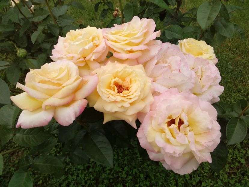  - TRANDAFIRI 2018-2019