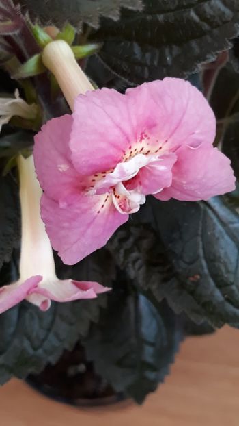  - R21 - Star Tracker xA