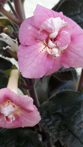  - R21 - Star Tracker xA