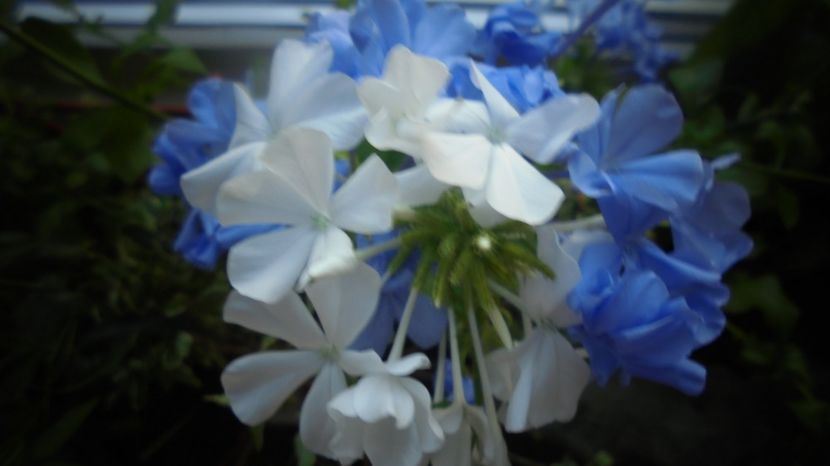 Plumbago auriculata - In glastra