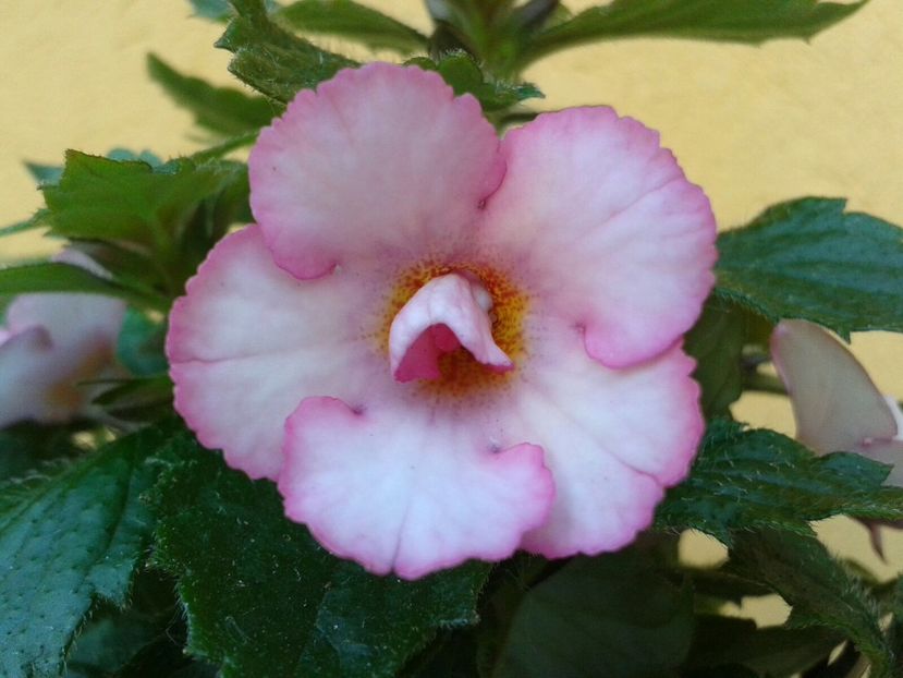 Amour - Achimenes și Kohleria 2018