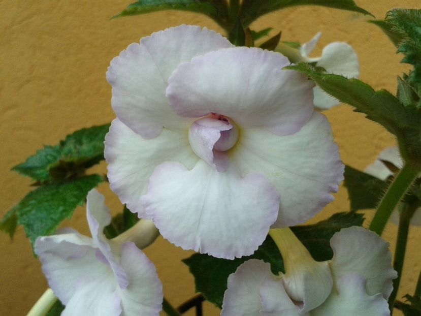 Bianco Natale-E - Achimenes și Kohleria 2018