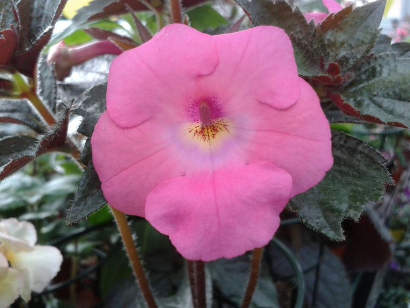 RF‘s Tappatian Dress - Achimenes și Kohleria 2018