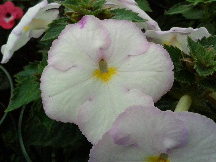 Big Weiß - Achimenes și Kohleria 2018