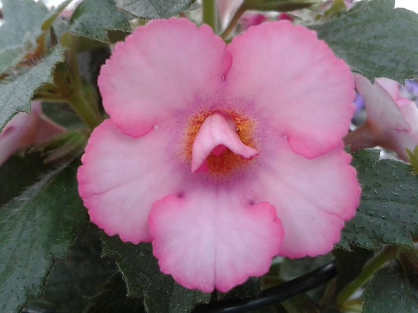 Amour - Achimenes și Kohleria 2018