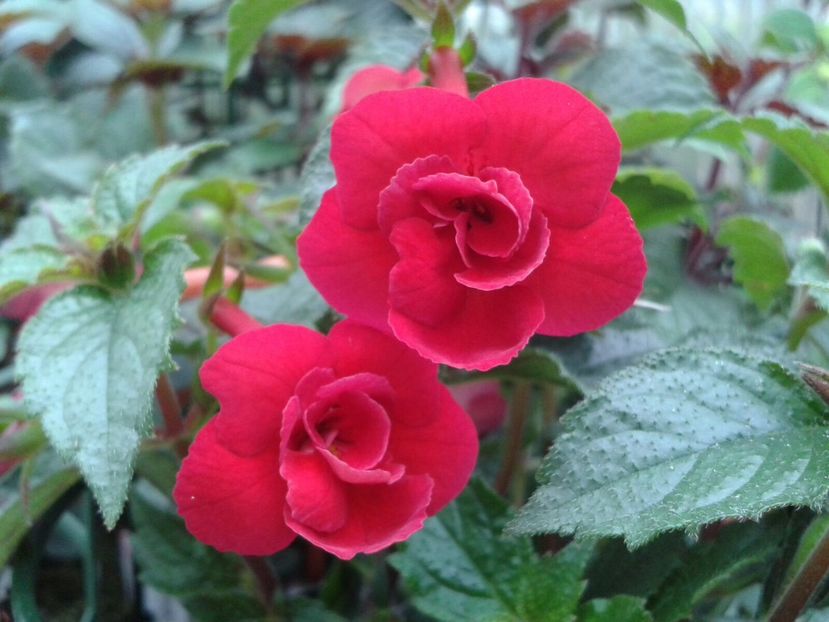 Nero - Achimenes și Kohleria 2018