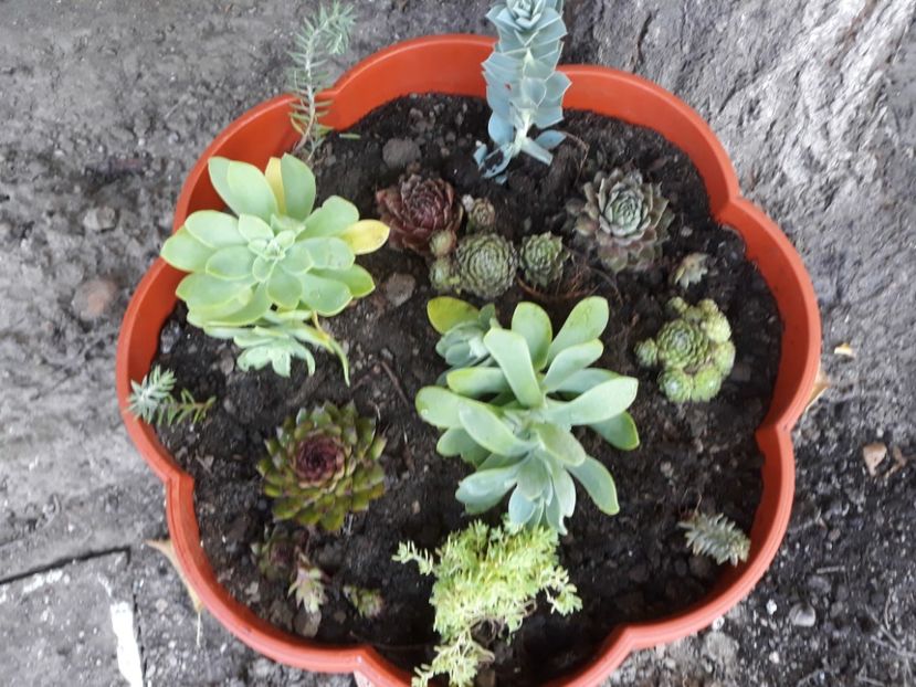Micul meu aranjament de suculente de gradina - Plantutele mele