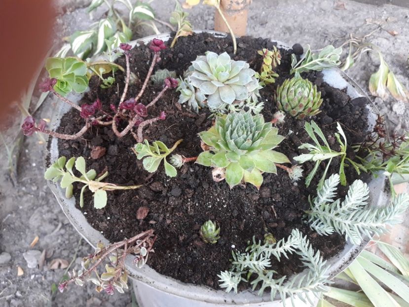 Alt aranjament - Plantutele mele