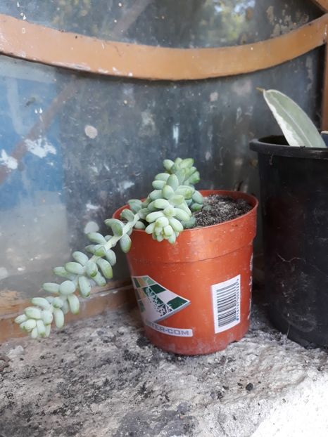  - Plantutele mele