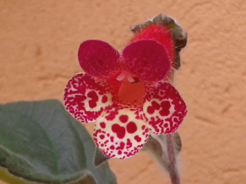 K. Multiflora - Achimenes și Kohleria 2018