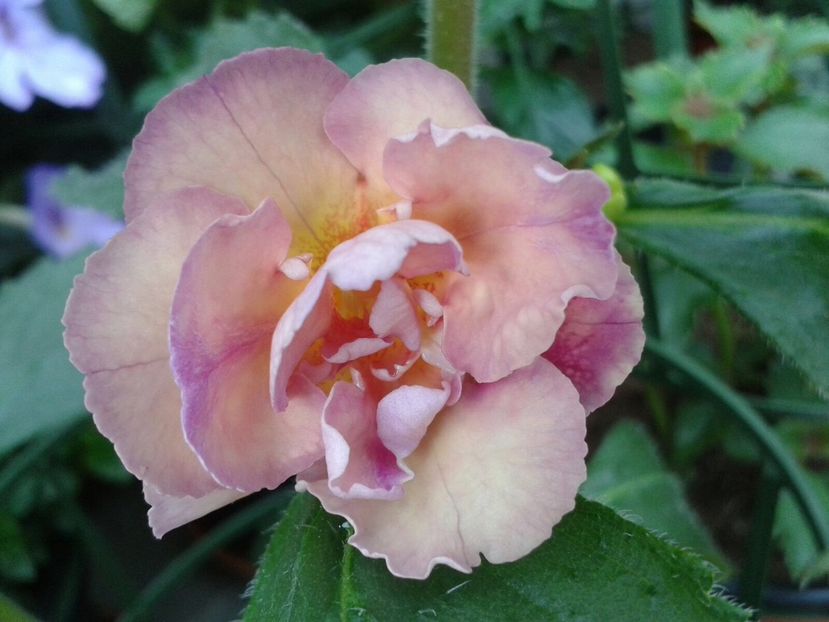 Y.E.Rose - Achimenes și Kohleria 2018