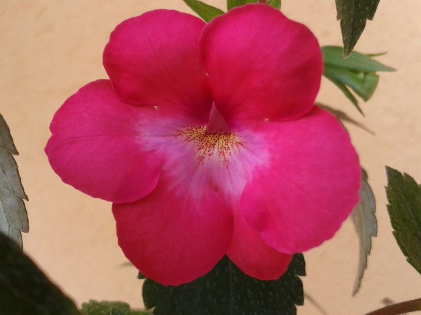 RF‘s Rosi Frost - Achimenes și Kohleria 2018